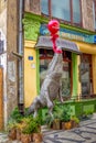 Kalambur CafÃÂ© entrance with installation Ã¢â¬â crocodile flying on a red balloon